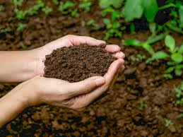 Phân bón hữu cơ bón thúc vi sinh