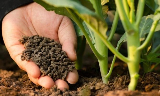 Giá phân hữu cơ vi sinh