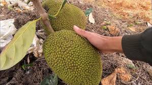 Phân hữu cơ cho lúa – Tăng năng suất và cải thiện chất lượng đất bền vững