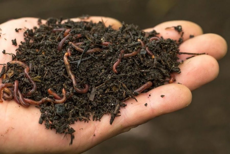 So sánh giá phân vi sinh với phân trùn quế và phân hóa học