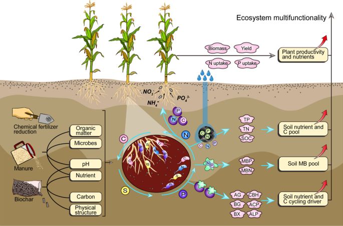 Cách sử dụng Biochar cho cây trồng đạt hiệu quả cao