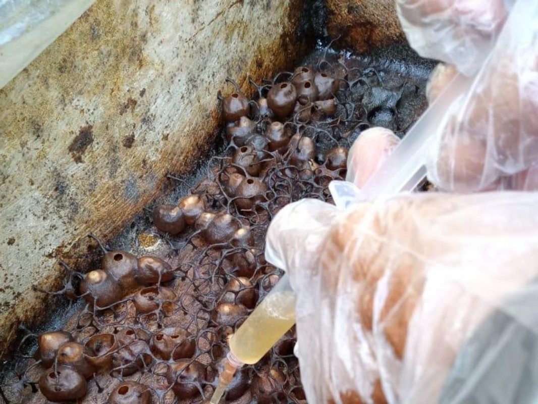 cách chọn mật ong dú